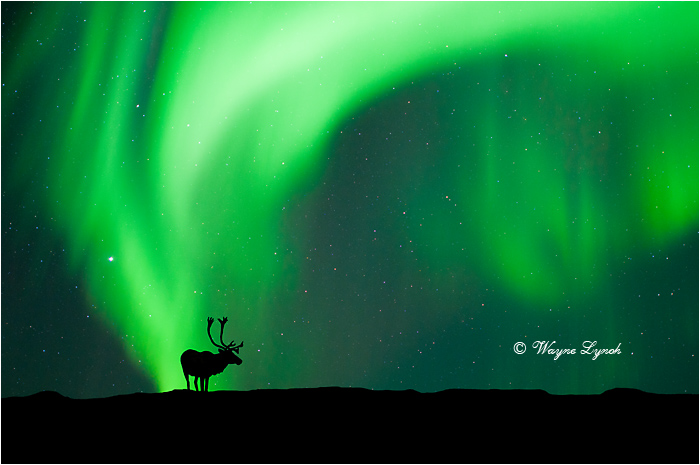 Caribou Bull & the Northern Lights 108